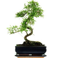 Junischnee, Bonsai, 11 Jahre, 41cm