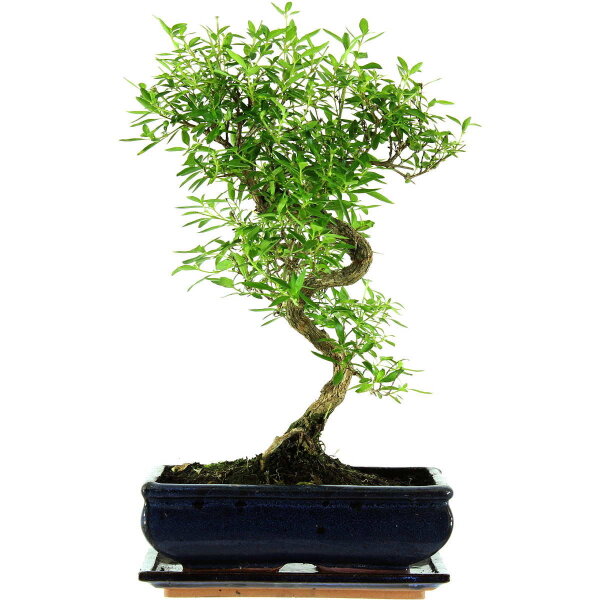 Snowrose, Bonsai, 11 years, 42cm