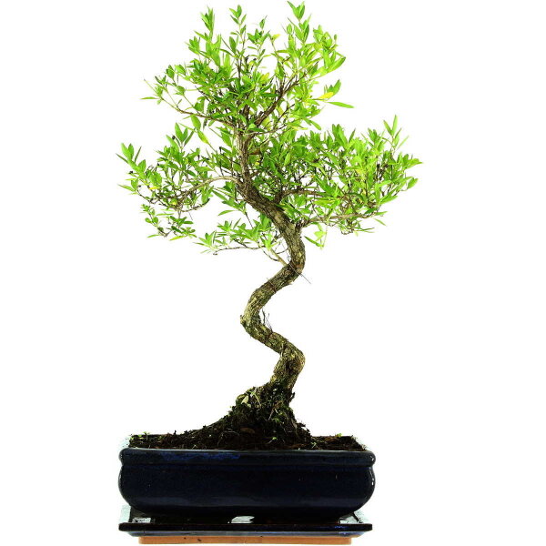 Serissa, Bonsai, 11 años, 48cm