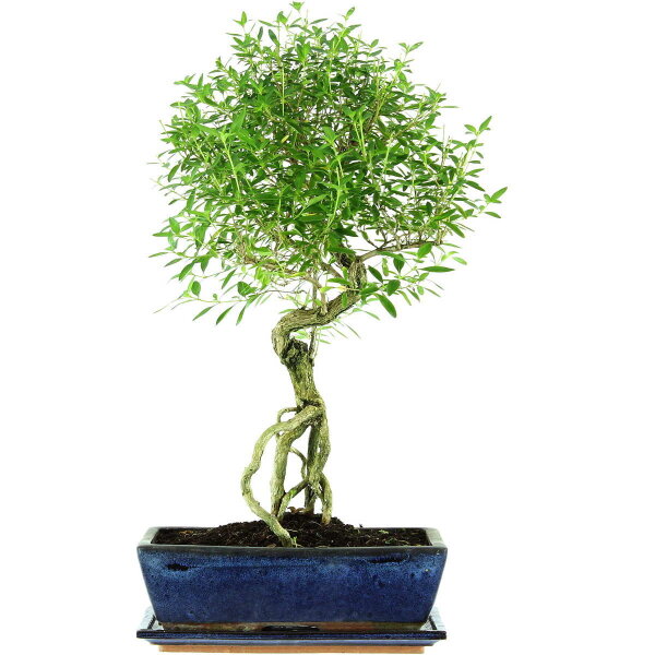 Serissa, Bonsai, 12 anni, 55cm