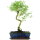 Serissa, Bonsai, 12 letnie, 50cm