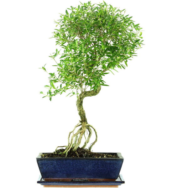 Snowrose, Bonsai, 12 years, 56cm