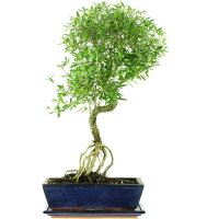 Serissa, Bonsai, 12 anni, 56cm