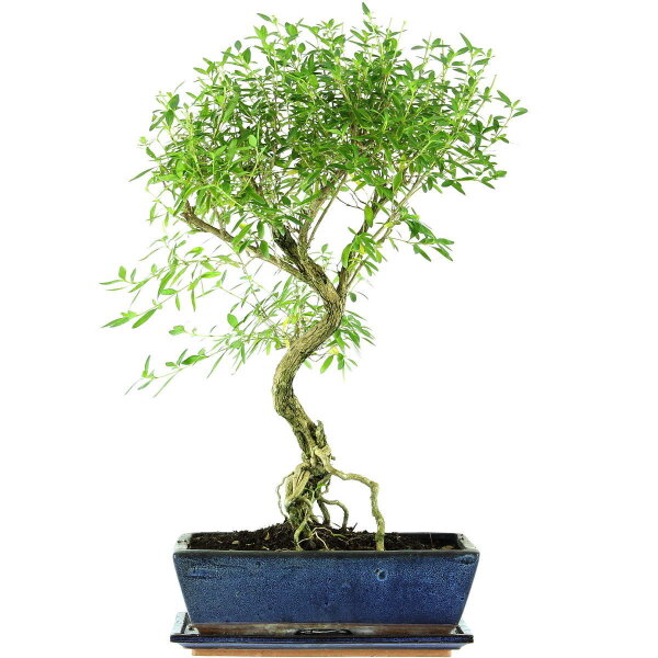 Serissa, Bonsai, 12 letnie, 57cm