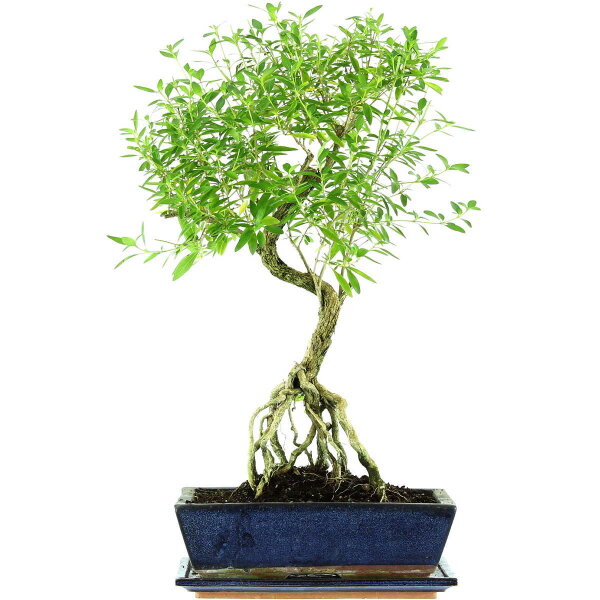 Serissa, Bonsai, 12 ans, 55cm