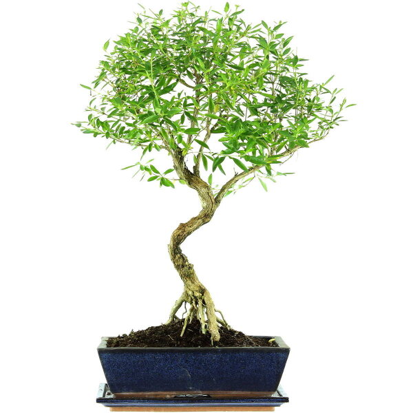 Snowrose, Bonsai, 12 years, 56cm