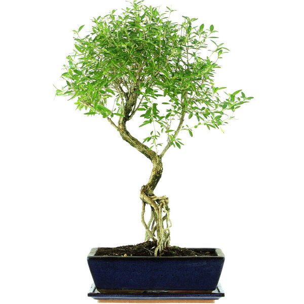 Serissa, Bonsai, 12 letnie, 58cm