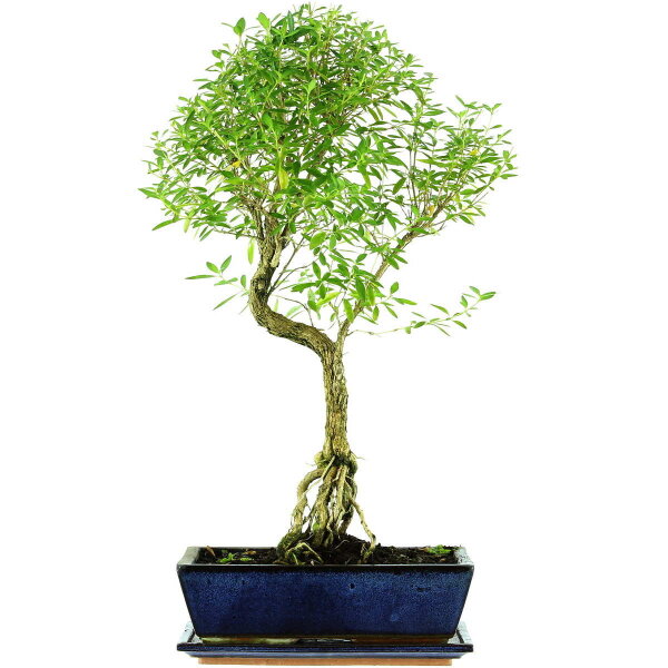 Serissa, Bonsai, 12 ans, 58cm