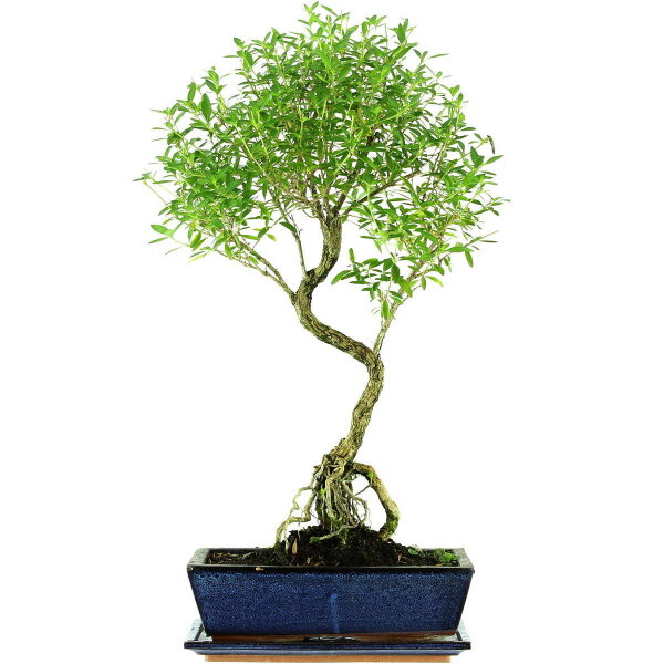 Serissa, Bonsai, 12 ans, 60cm