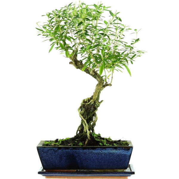 Junischnee, Bonsai, 12 Jahre, 49cm