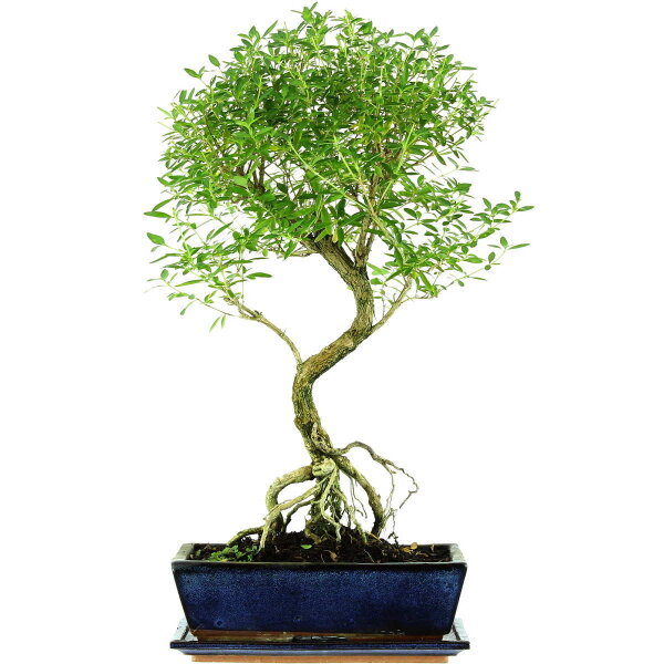 Serissa, Bonsai, 12 años, 58cm