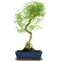 Junischnee, Bonsai, 12 Jahre, 57cm