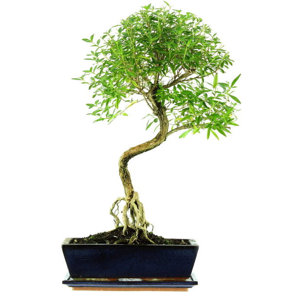 Serissa, Bonsai, 12 anni, 55cm