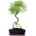 Snowrose, Bonsai, 12 years, 57cm