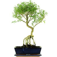 Serissa, Bonsai, 12 ans, 56cm