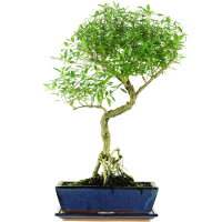 Junischnee, Bonsai, 12 Jahre, 57cm