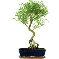 Serissa, Bonsai, 12 años, 58cm