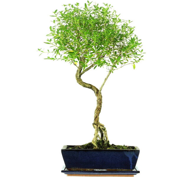 Serissa, Bonsai, 12 ans, 60cm