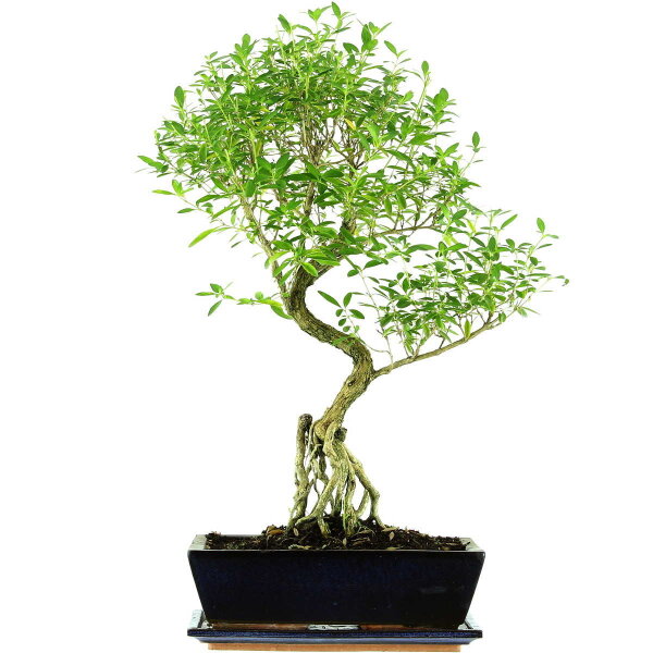 Snowrose, Bonsai, 12 years, 58cm