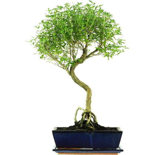 Serissa, Bonsai, 12 ans, 58cm