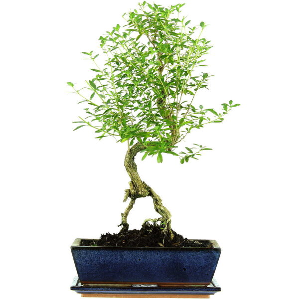 Snowrose, Bonsai, 12 years, 53cm