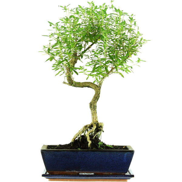 Junischnee, Bonsai, 12 Jahre, 54cm