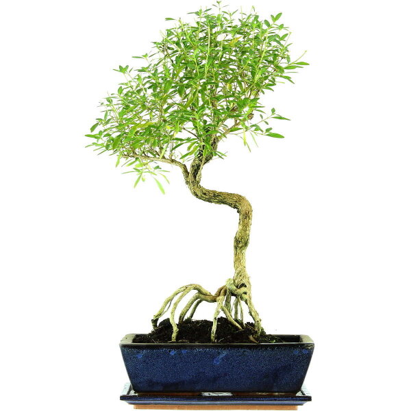 Serissa, Bonsai, 12 letnie, 55cm