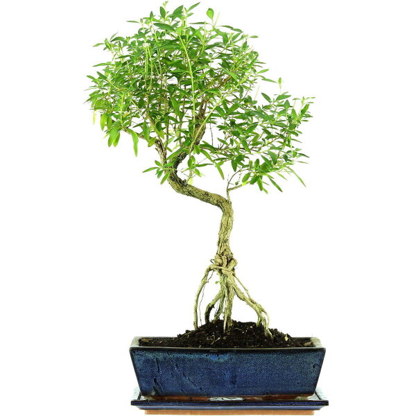 Snowrose, Bonsai, 12 years, 55cm