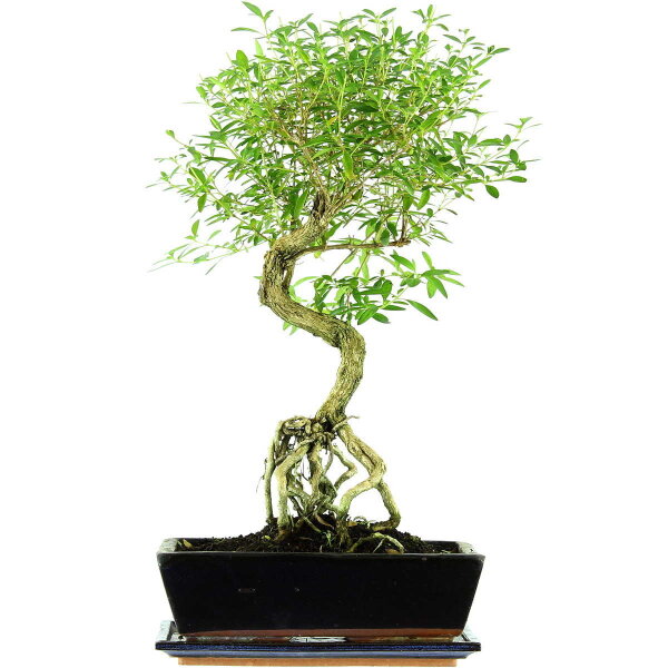 Junischnee, Bonsai, 12 Jahre, 52cm