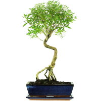 Junischnee, Bonsai, 12 Jahre, 56cm