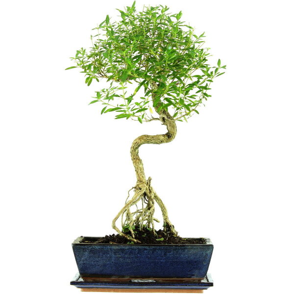 Serissa, Bonsai, 12 letnie, 55cm