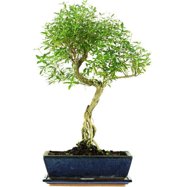 Serissa, Bonsai, 12 anni, 55cm