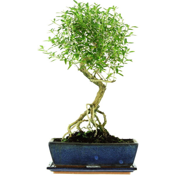 Serissa, Bonsai, 12 anni, 52cm