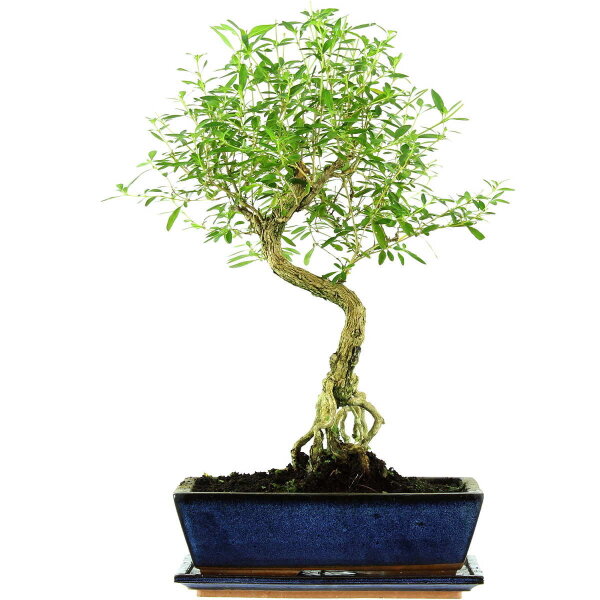 Serissa, Bonsai, 12 años, 51cm