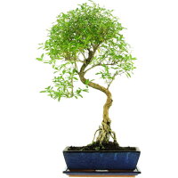 Junischnee, Bonsai, 12 Jahre, 60cm