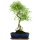 Snowrose, Bonsai, 12 years, 55cm