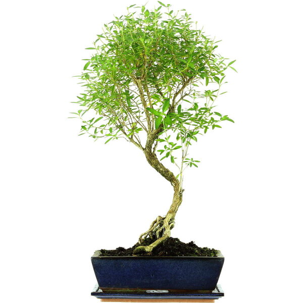 Serissa, Bonsai, 12 letnie, 60cm