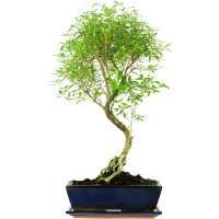 Junischnee, Bonsai, 12 Jahre, 60cm