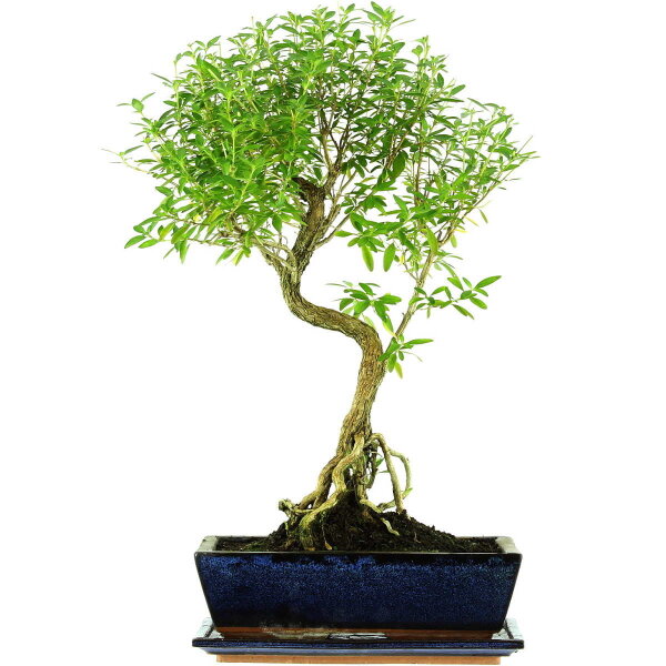 Snowrose, Bonsai, 12 years, 54cm