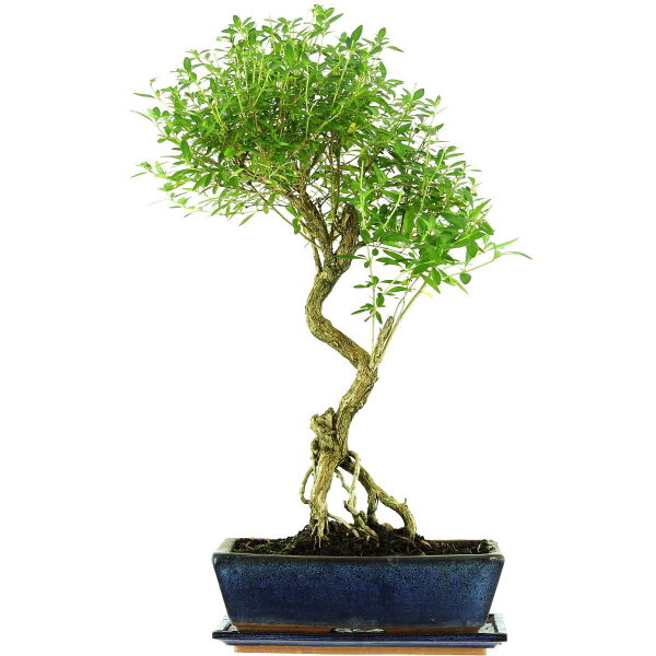 Snowrose, Bonsai, 12 years, 60cm