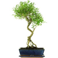 Junischnee, Bonsai, 12 Jahre, 60cm