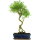 Snowrose, Bonsai, 12 years, 60cm