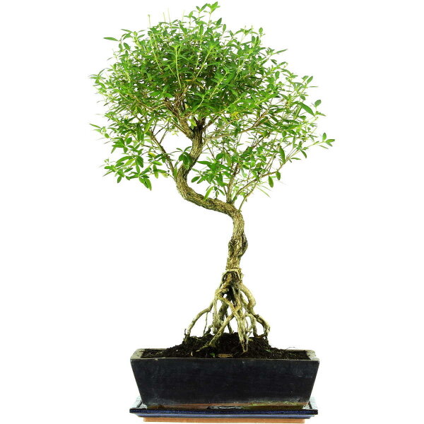 Serissa, Bonsai, 12 anni, 60cm