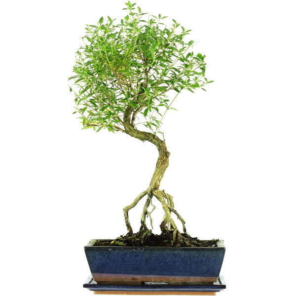 Serissa, Bonsai, 12 letnie, 54cm