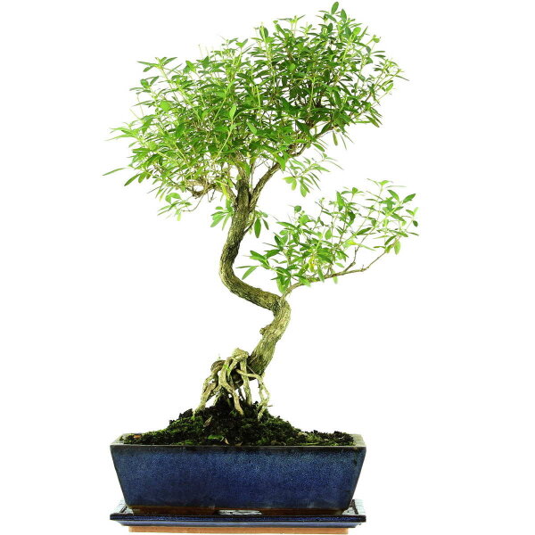 Serissa, Bonsai, 12 ans, 56cm