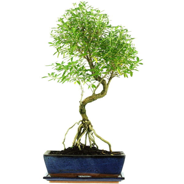 Serissa, Bonsai, 12 anni, 60cm