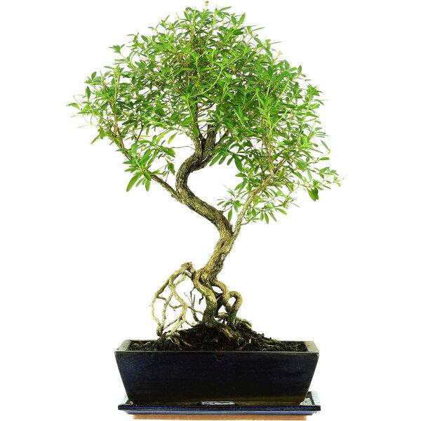 Serissa, Bonsai, 12 anni, 55cm