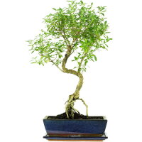 Serissa, Bonsai, 12 a&ntilde;os, 56cm