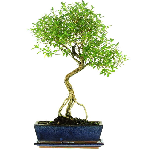 Serissa, Bonsai, 12 letnie, 57cm