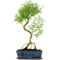 Junischnee, Bonsai, 12 Jahre, 61cm